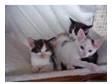 kittens. 4 lovely kittens for sale great temperament, ....