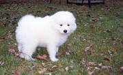 Welsome Beautiful Samoyed Puppies