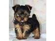 yorkshire terrier pup. yorkie pup.due too time wasters....