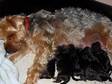 YORKSHIRE TERRIER Puppies for sale. Kennel Club....