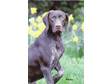 Pedigree KC Registered German Shorthaired Pointer Puppies in Rotherham