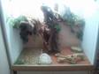 2 Male Bearded Dragons With Full Set Up