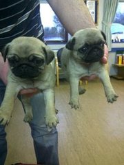   KC Registered pug puppies ready