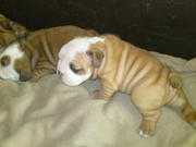 Bulldog pups for sale ready 20th September